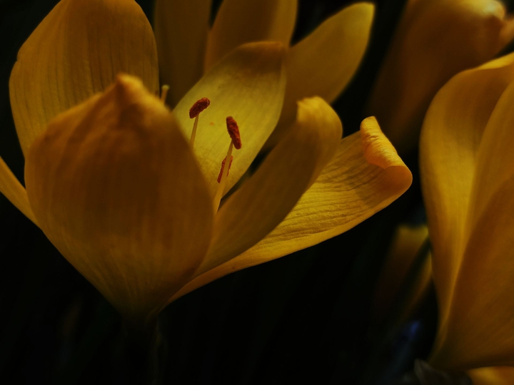 Krokus
