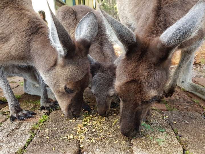 Kangaroo