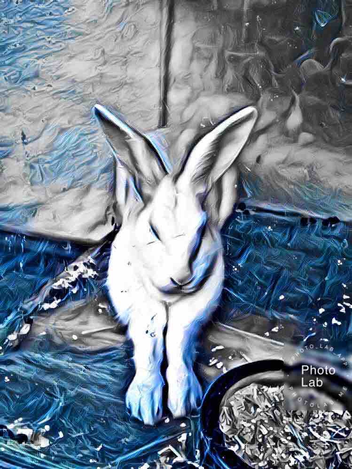 my bunny