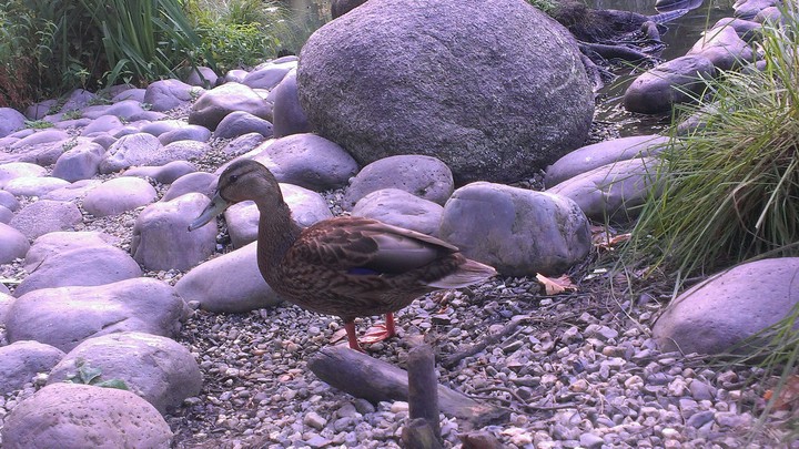 Wild duck Siberia