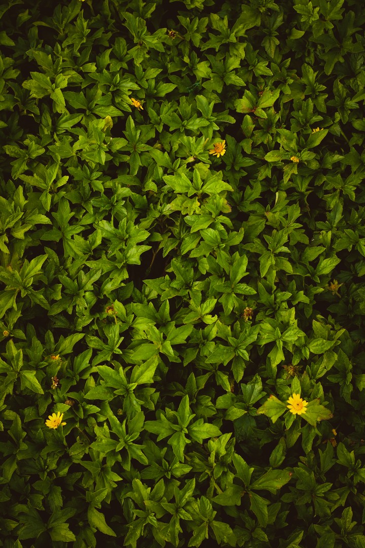 #greeneverywhere pjintoxicated❤