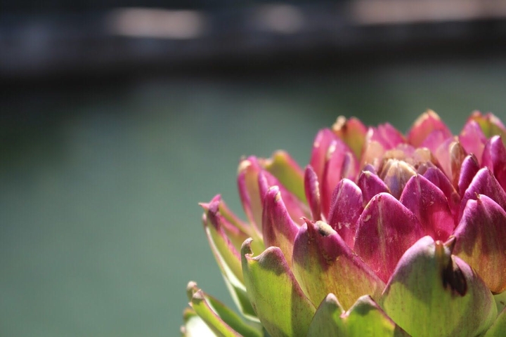 Bud.