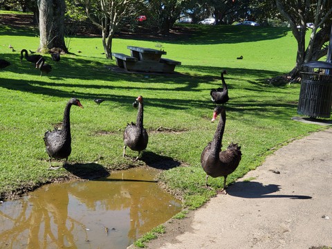 Western Springs Lakeside Park Auckland New Zealand 18/09/21