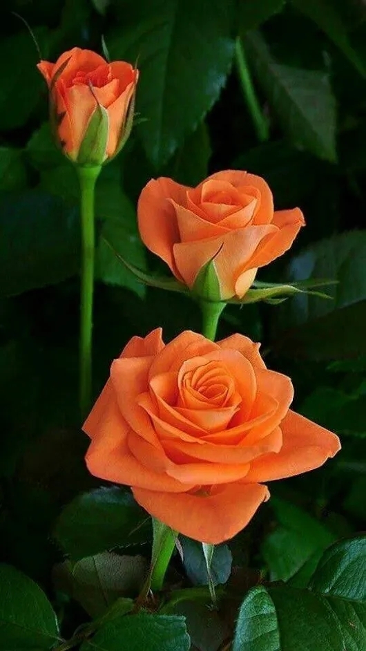 beautiful flowers