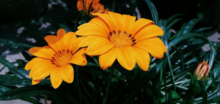 A Happy Color!