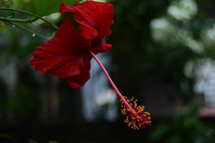 Hibiscus