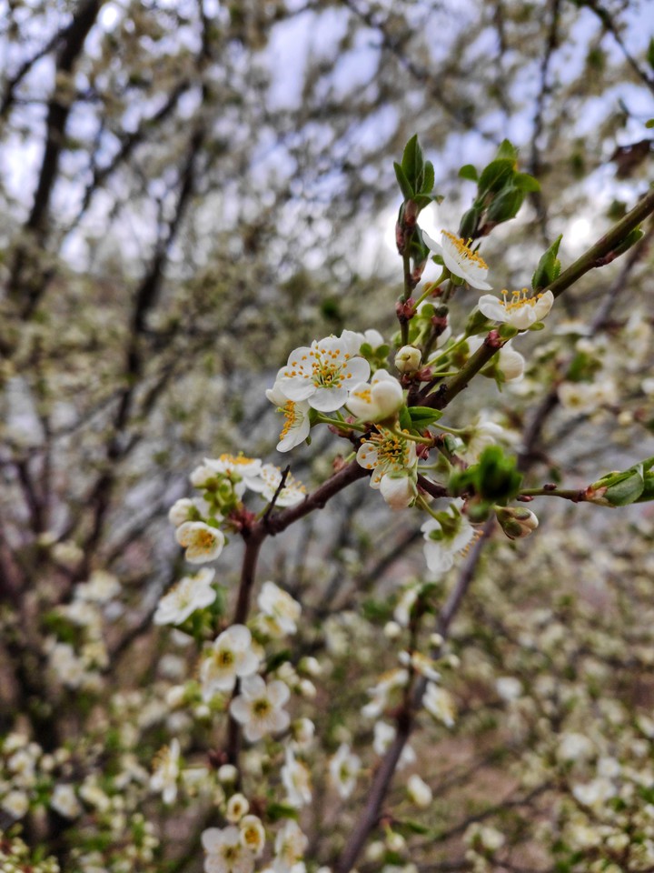 springtime