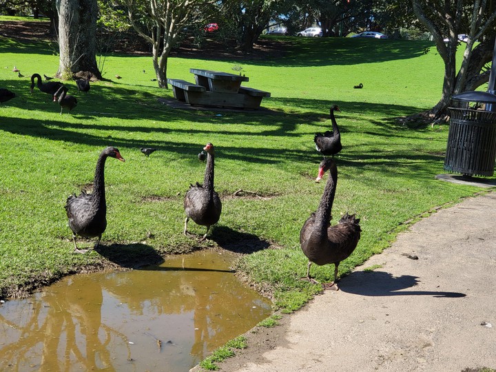 Western Springs Lakeside Park Auckland New Zealand 18/09/21