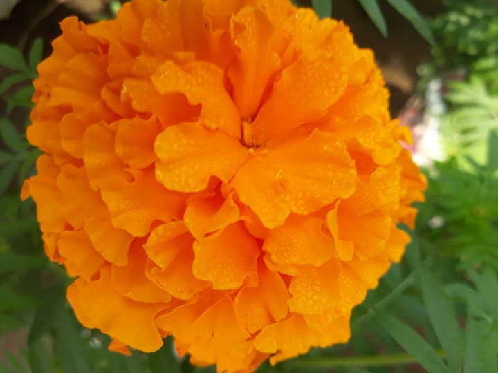 marigold