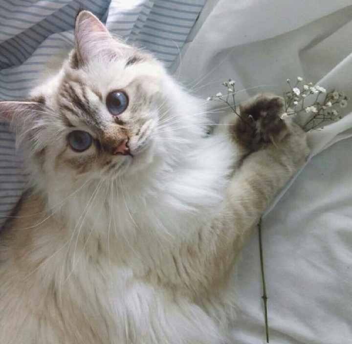 Обои коты