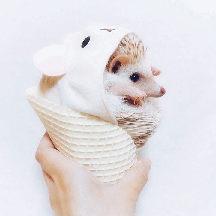 hedgehog