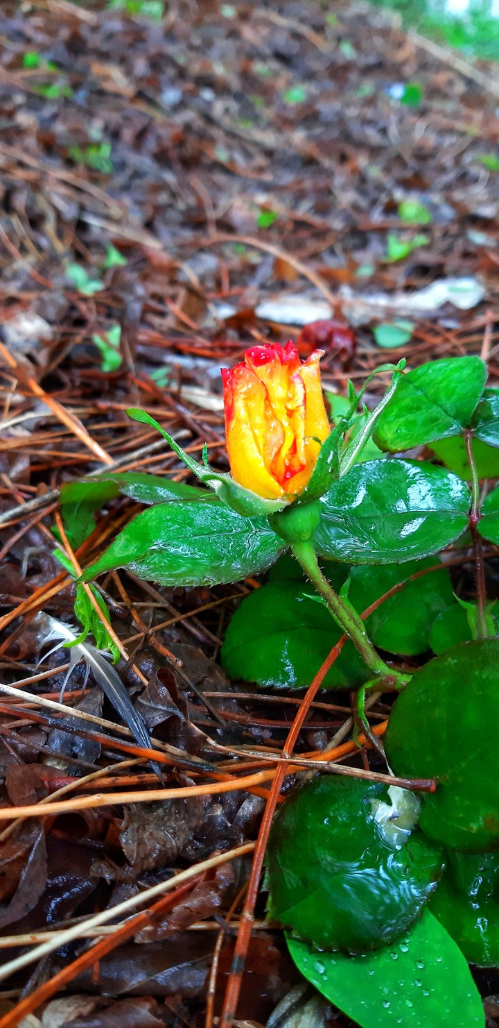Beautiful rainy day