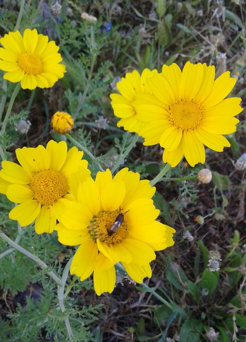 #flowers
