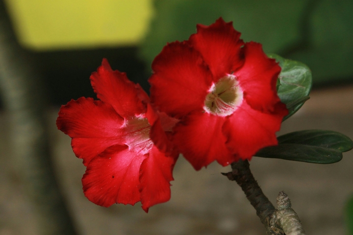 Strong Red