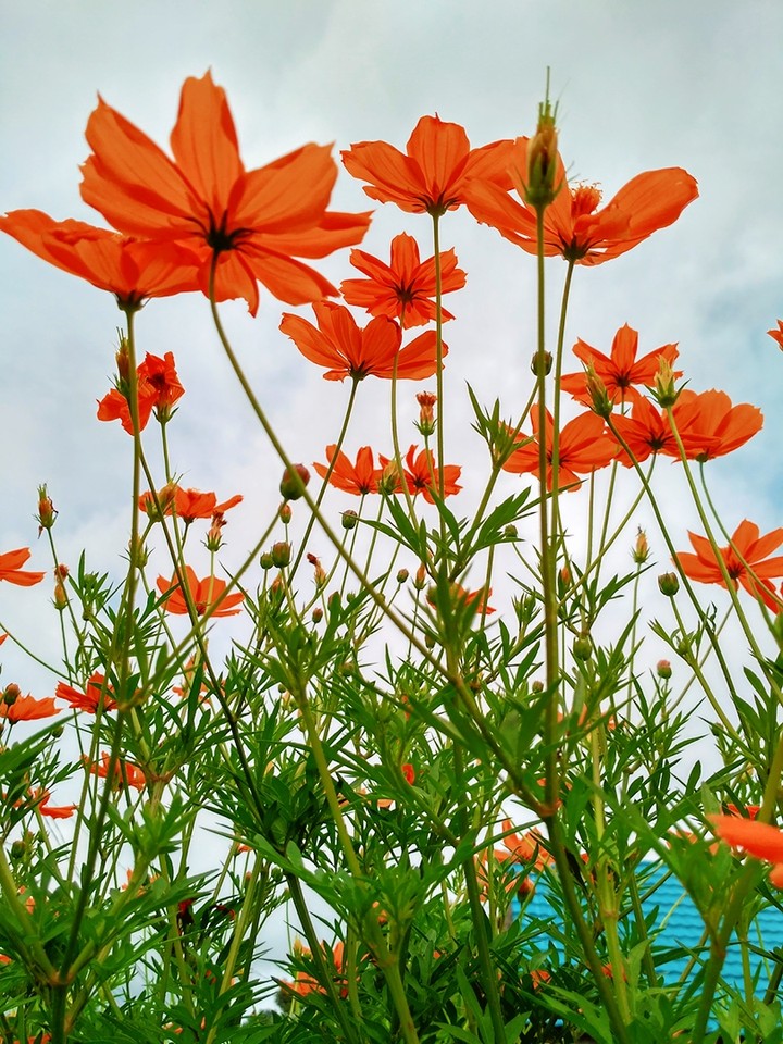 orange
