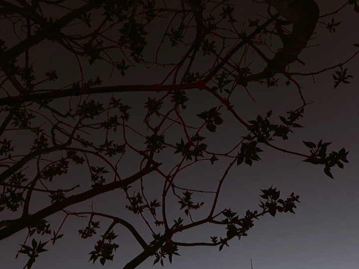 tree