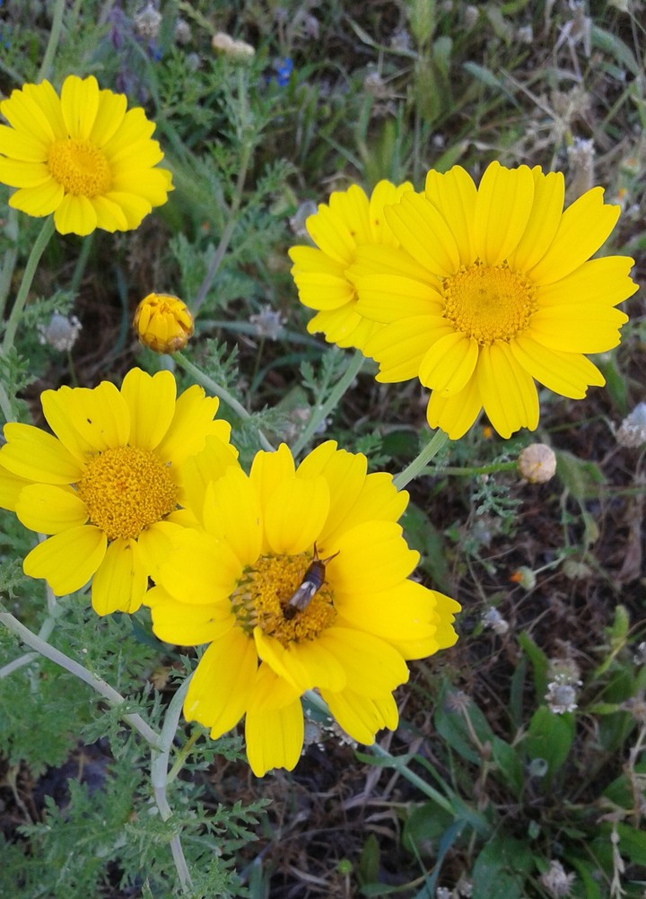 #flowers