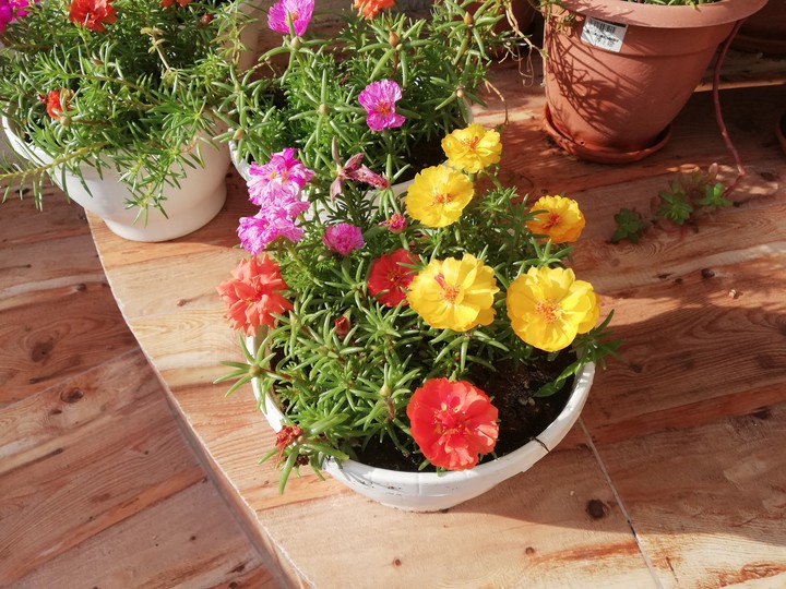 Beautiful roses