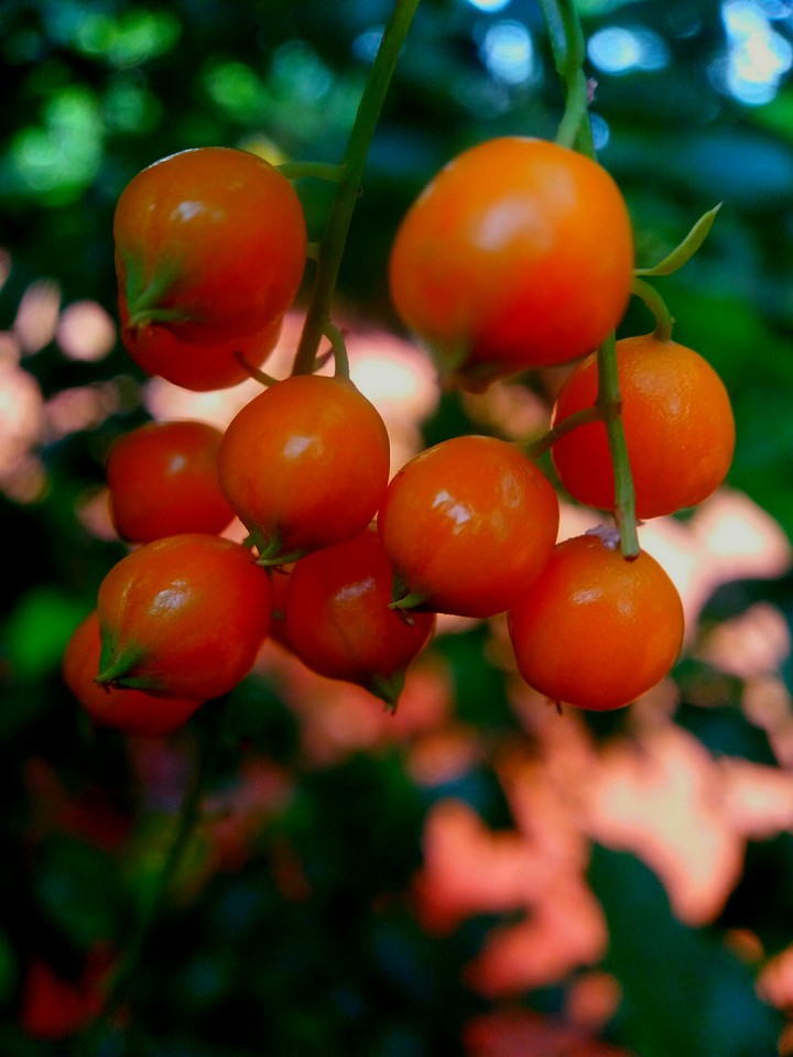 fruits