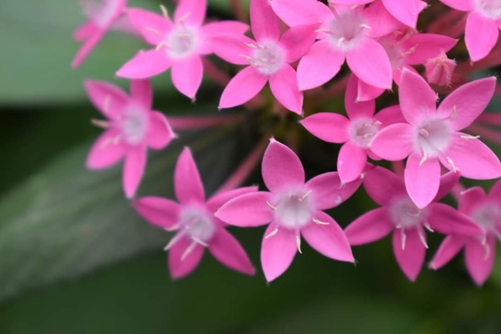Pink Flower