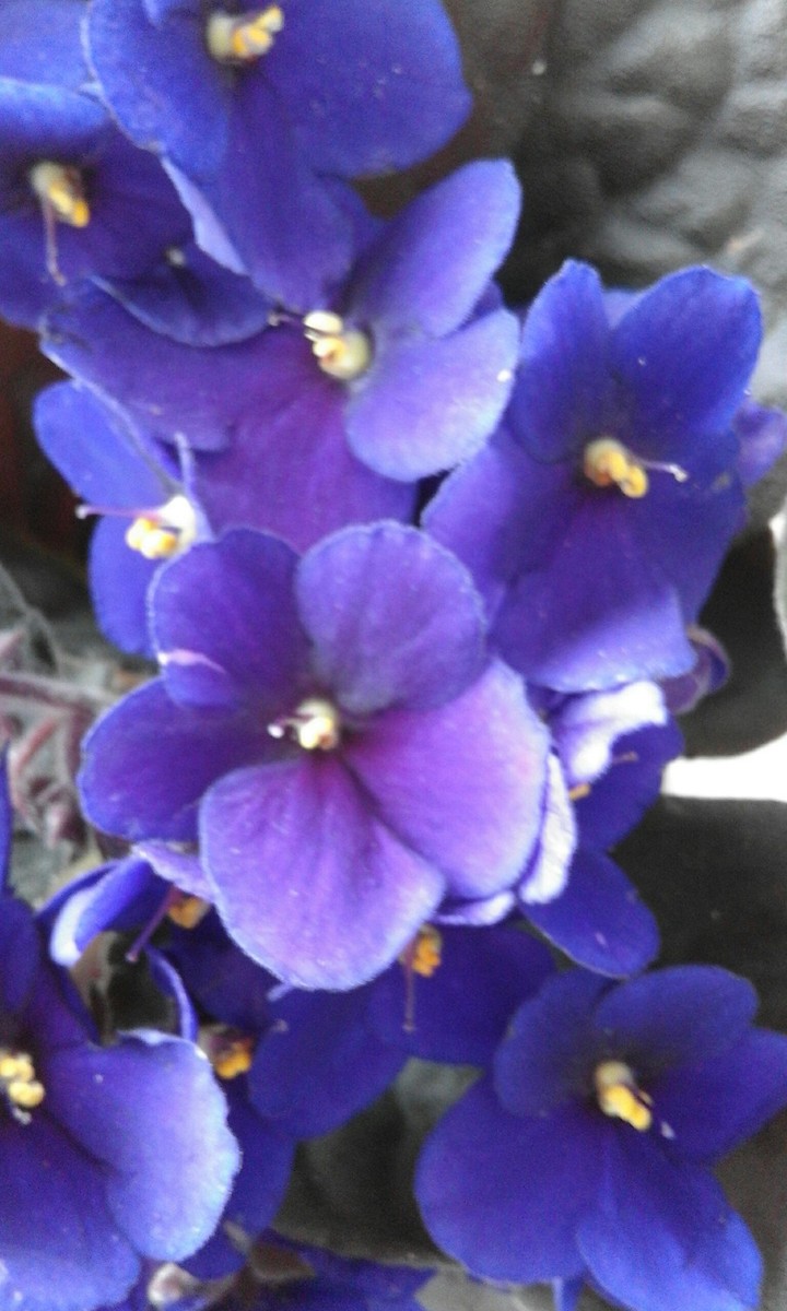 lovey flowers