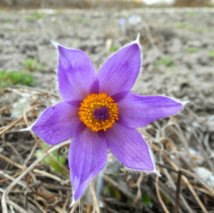 A purple flower.