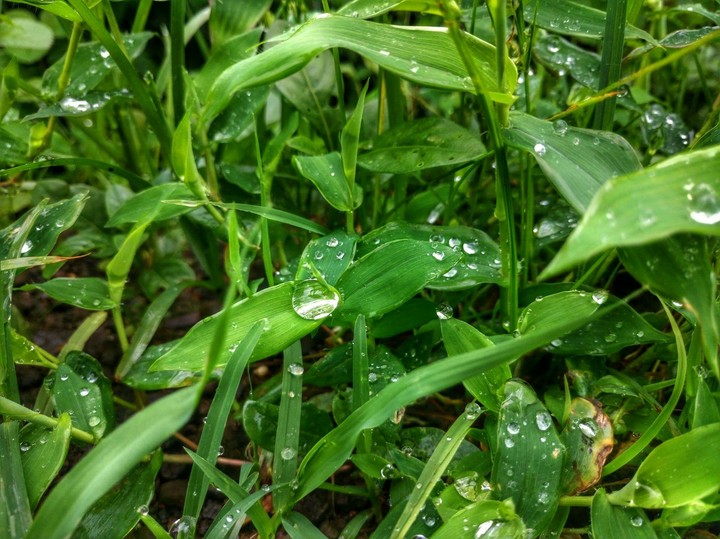 Go Green