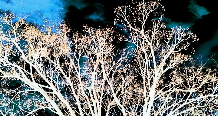 Sparkle Tree