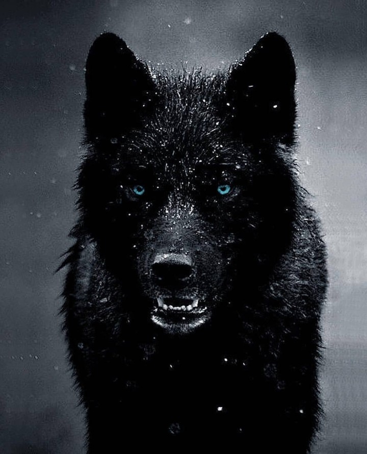 black Wolf