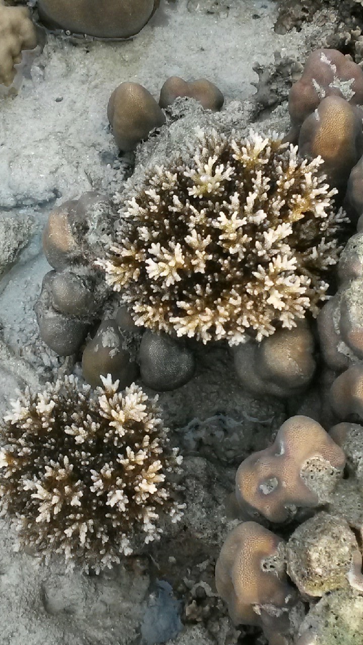 coral