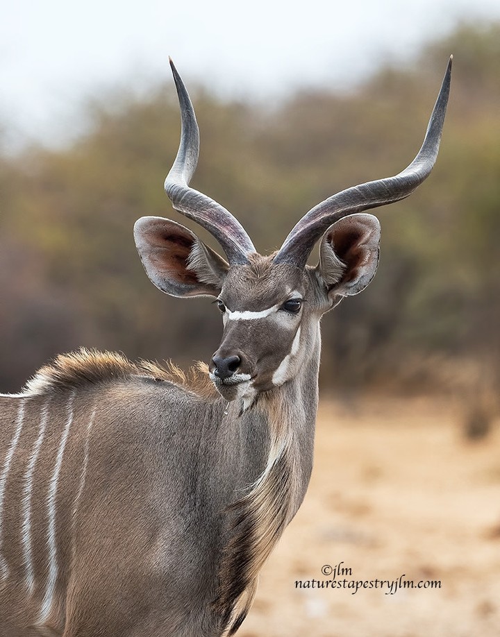 Magnificent Kudu !!!! By Judylynl Malloch