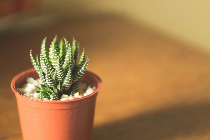 succulent