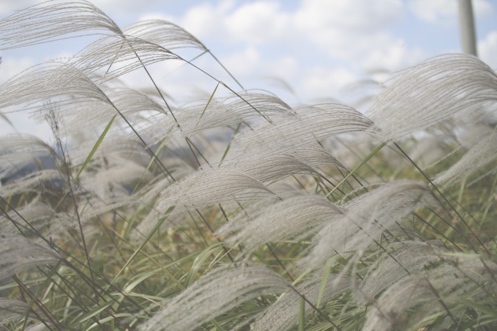 reed