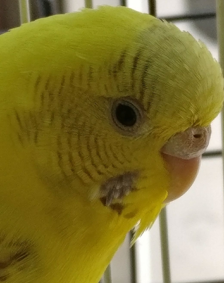 My MIKE