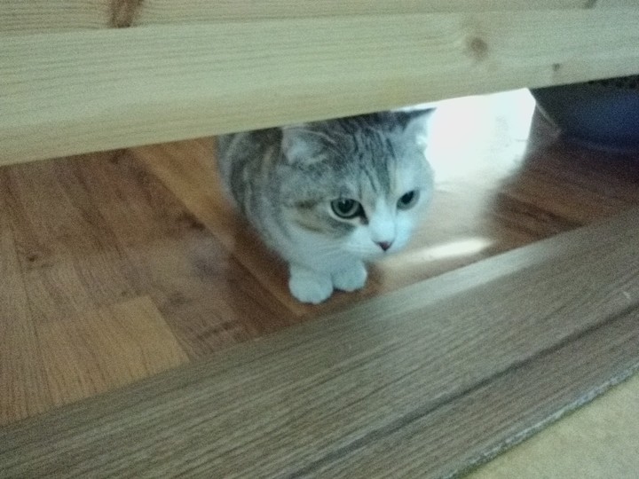 cat