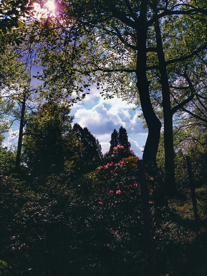 keep blossom in your heart