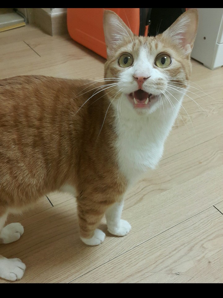 대답해라냥~!!!!