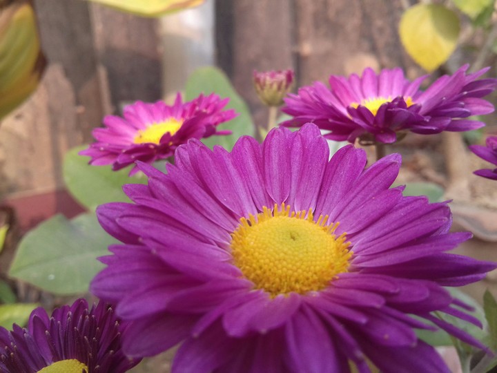 Flower