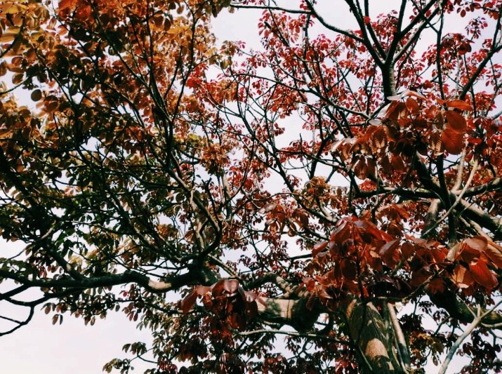 leaves