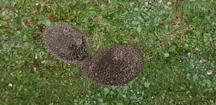 hérisson