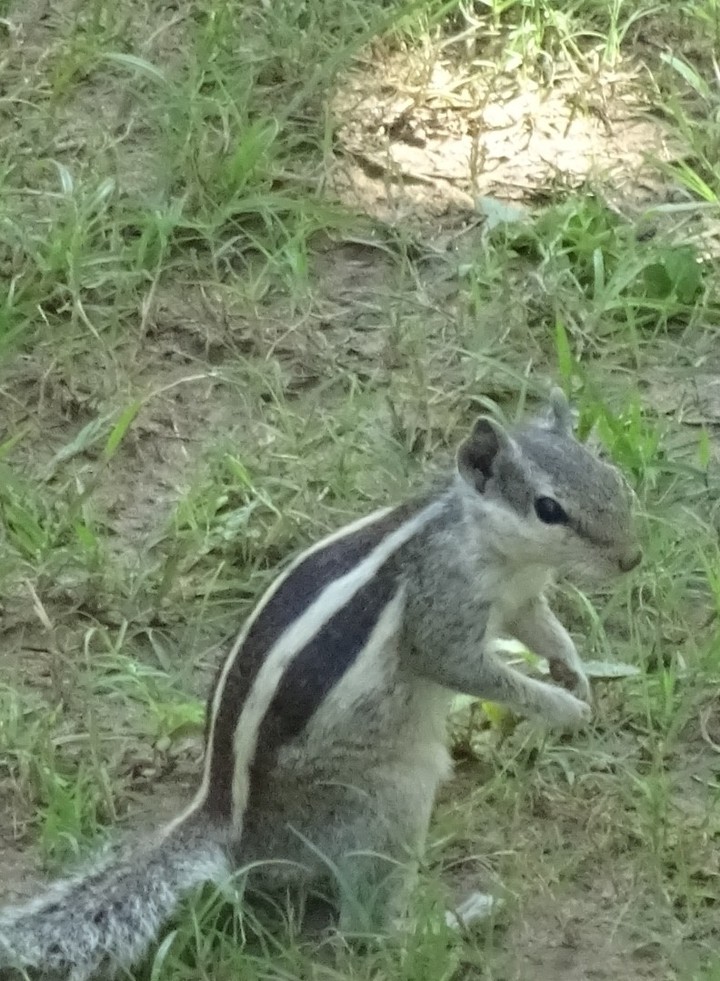 squirrel