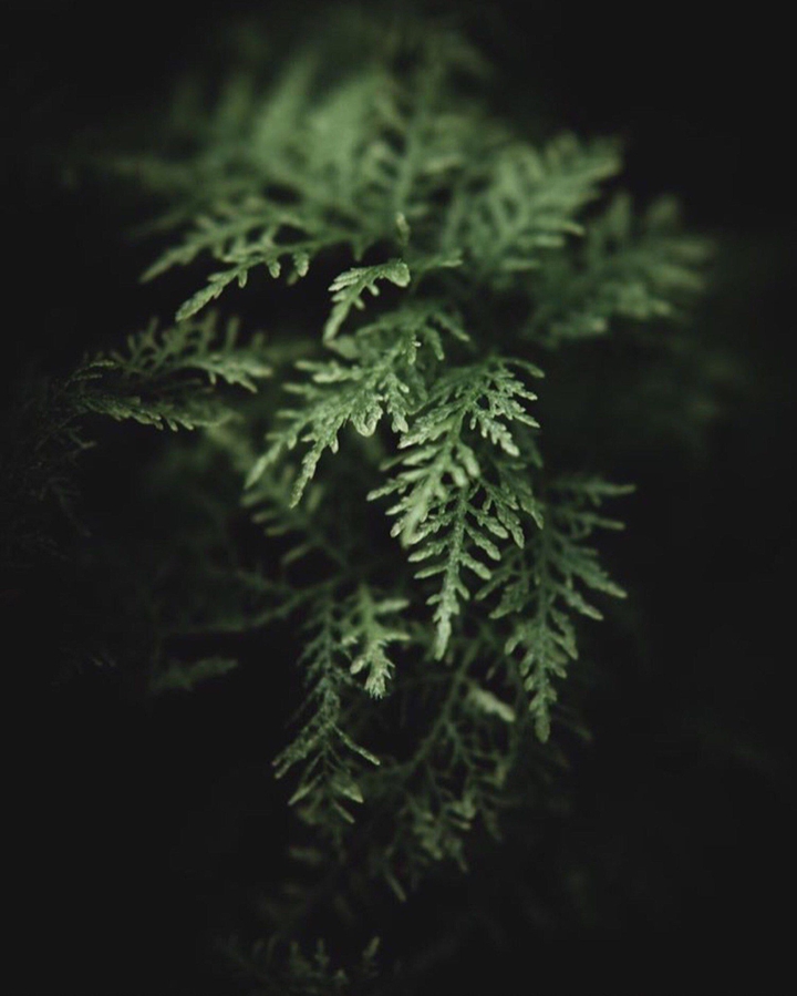 Flower in the Darkness