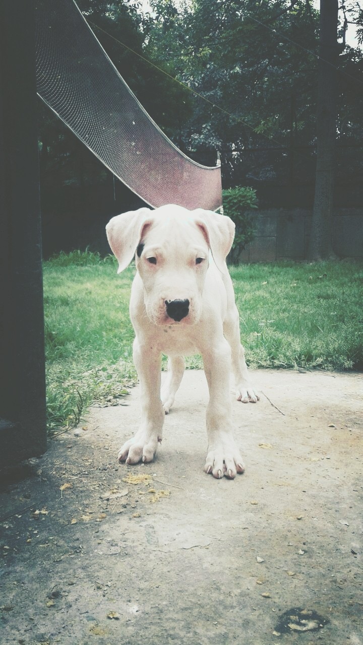 dogo argentino..tudu
