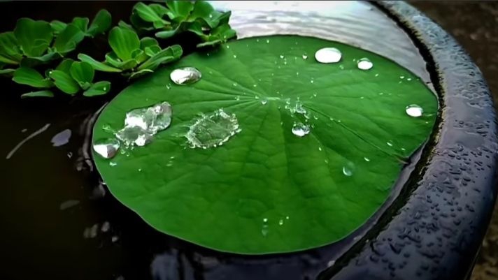 drop