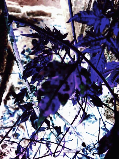 植物, branch桌布