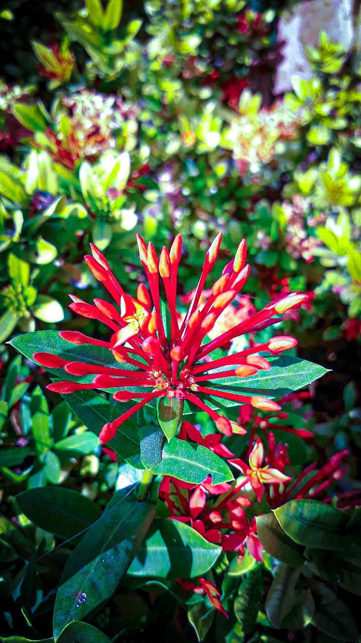 Beautiful Red Flower