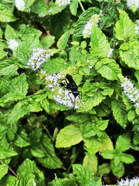 herb, arthropod wallpapers