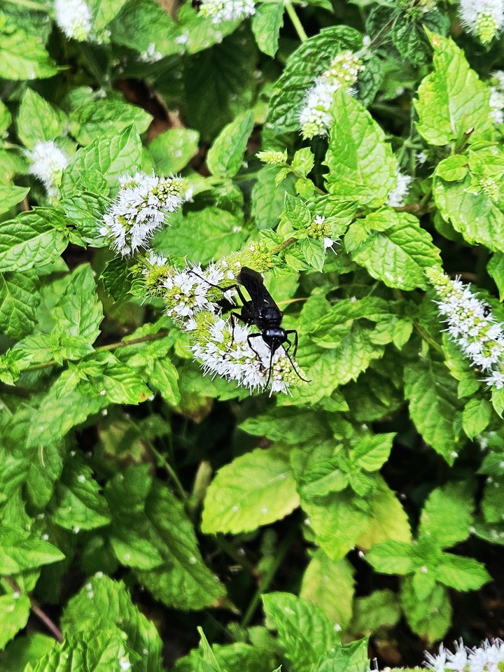 green, catnips duvar kağıtları