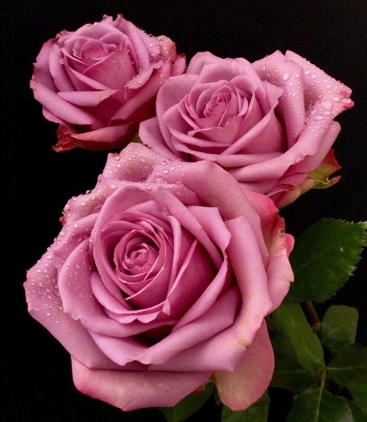 Roses