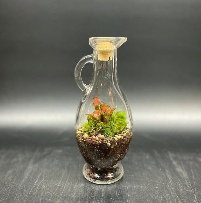 Terrarium
